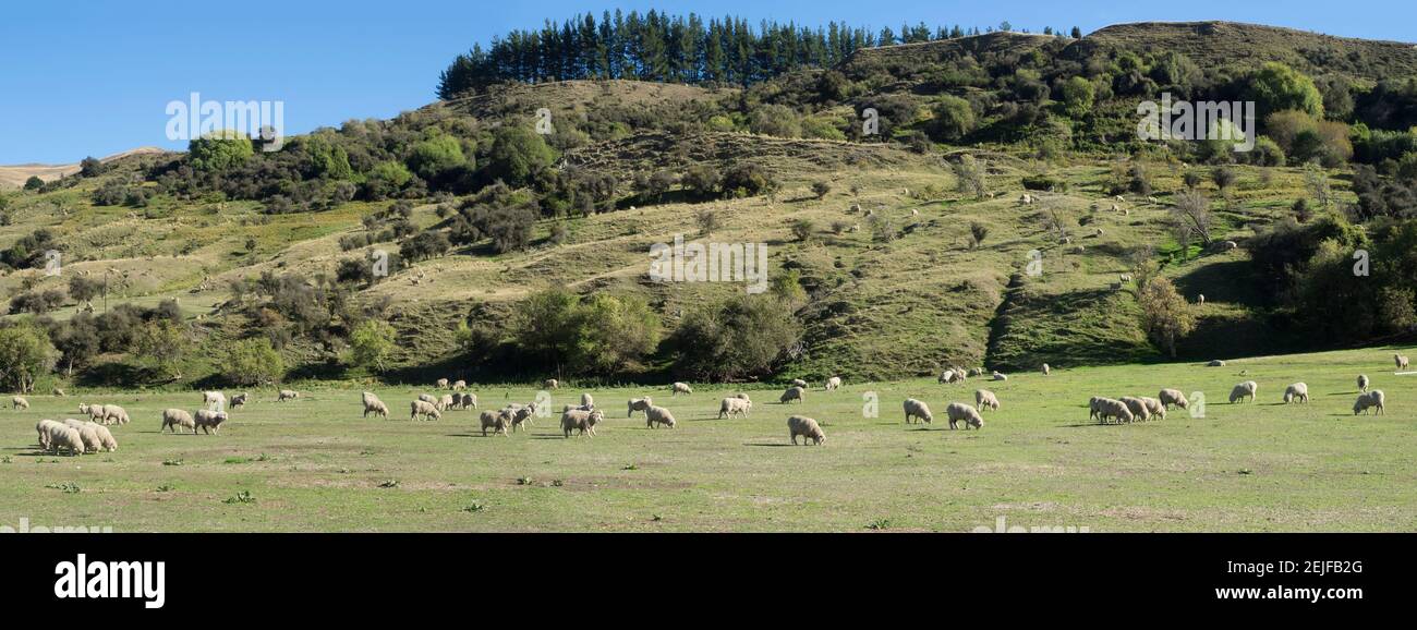 Sheep grazing in pasture along Cardona Valley Road, Queenstown Lake District, Otago Region, South Island, New Zealand Stock Photo