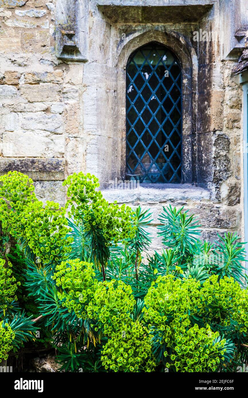 A mullioned window with leaded lights and a Euphorbia beneath. Stock Photo