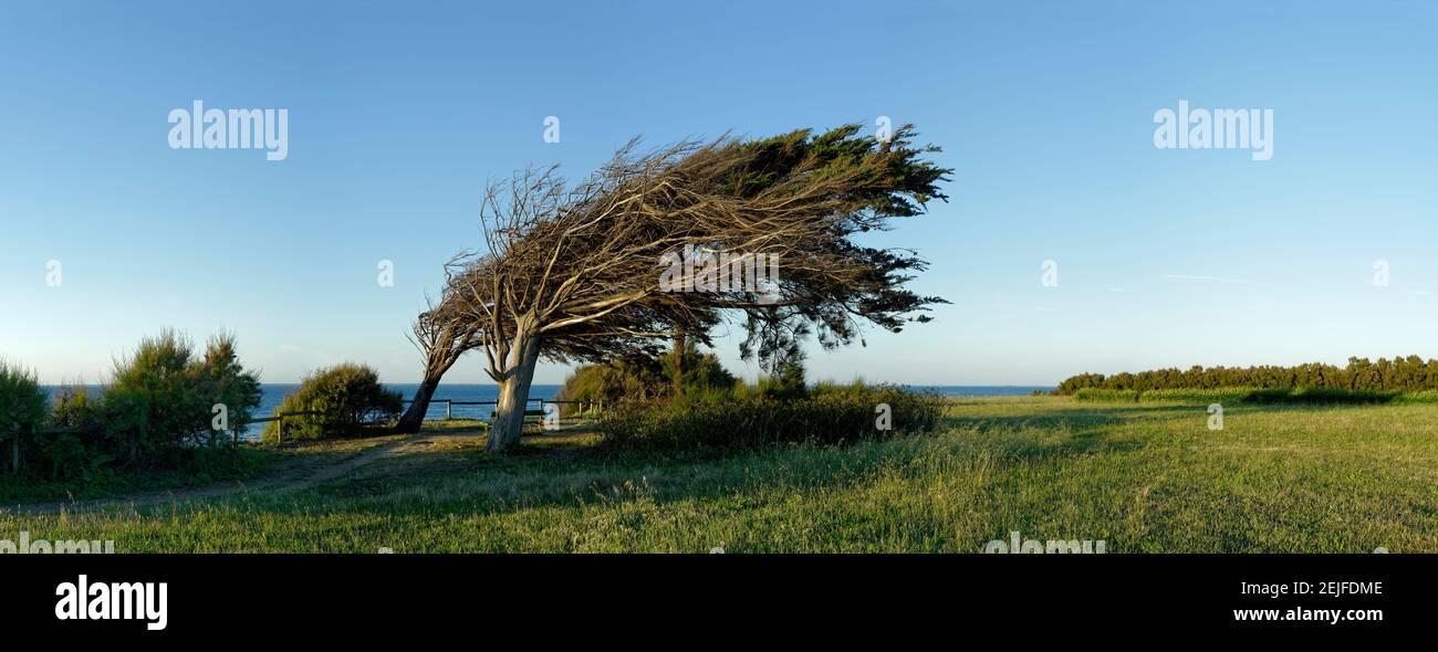 Tree on landscape, Oleron, Charente-Maritime, Poitou-Charentes, France Stock Photo