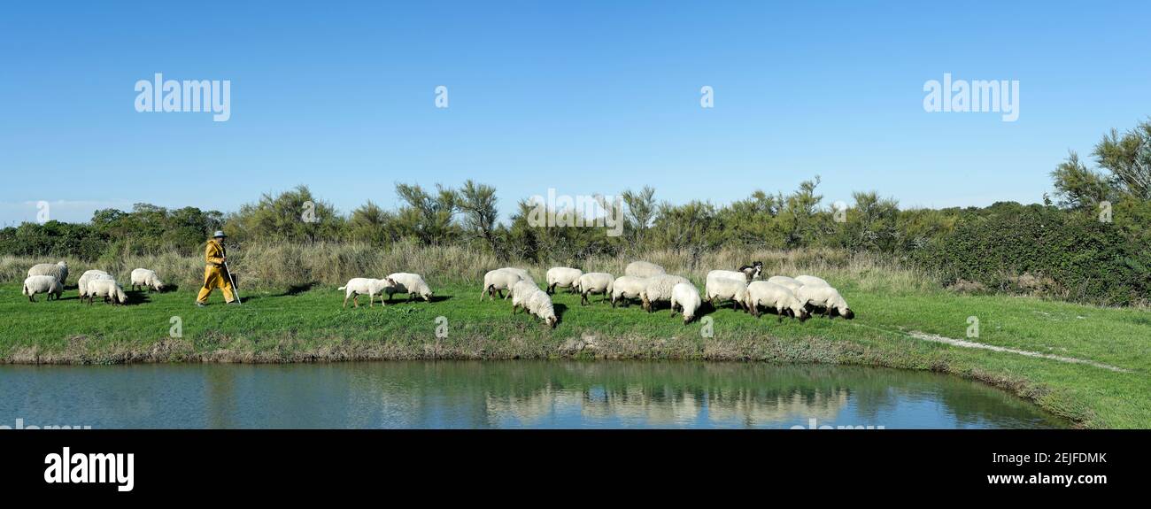 Shepherd walking with flock of sheep in a field, Oleron, Charente-Maritime, Poitou-Charentes, France Stock Photo