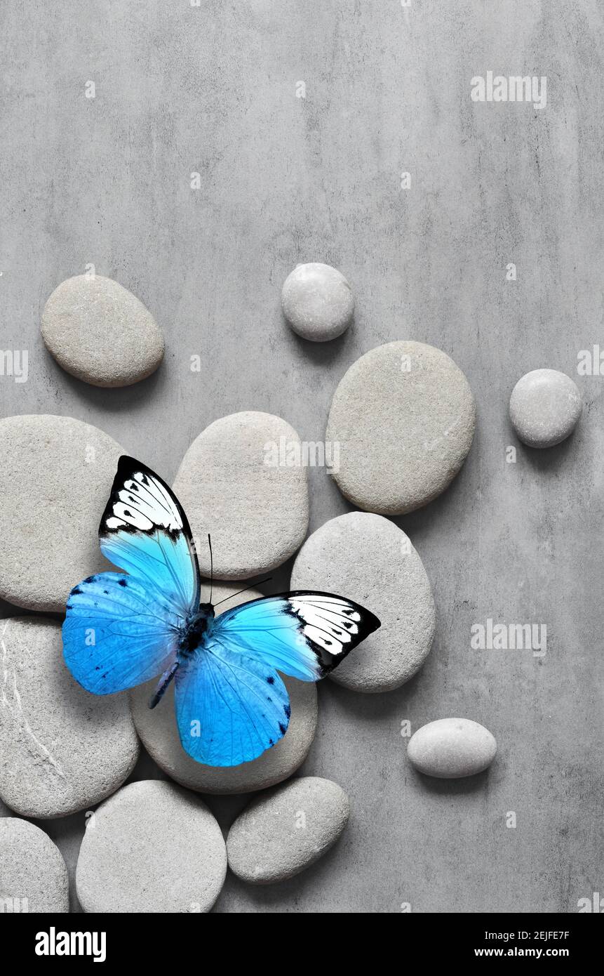 Flat lay composition with grey spa stones and butterfly on grey ...