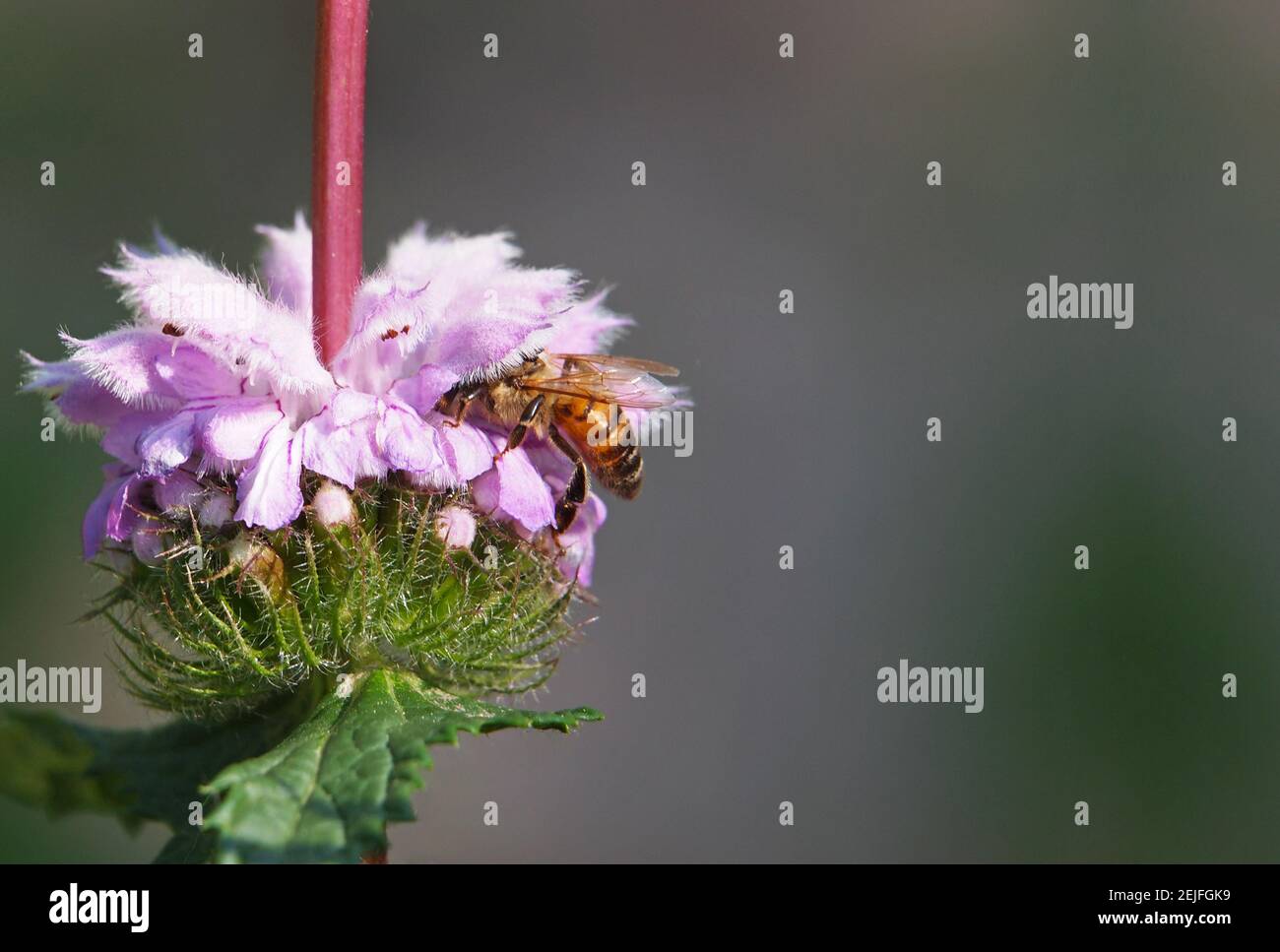 Pink flower of Jerusalem sage with bee on it, Phlomis tuberosa Stock Photo