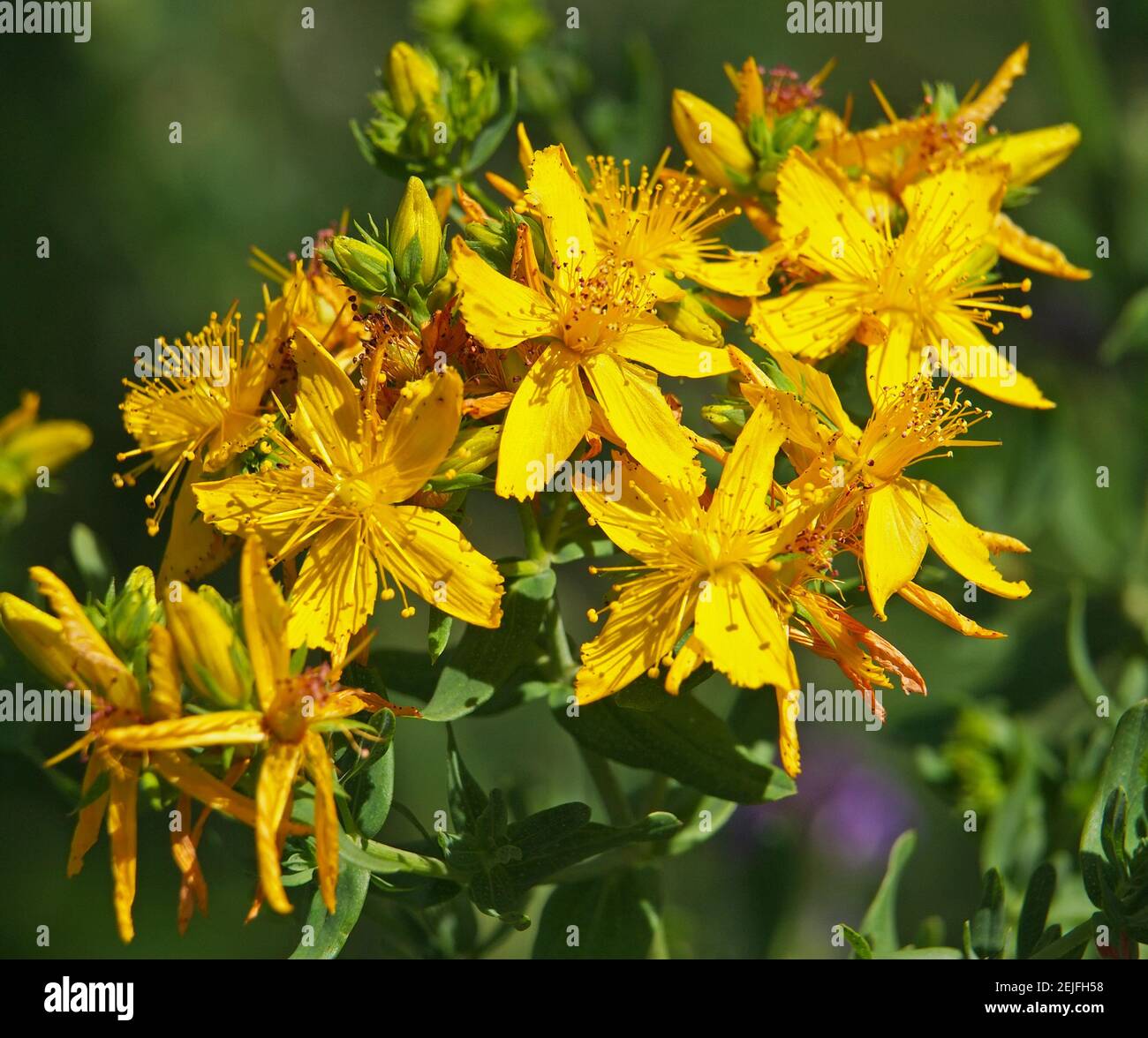 Yellow flowers of common or perforate St John's wort, Hypericum ...