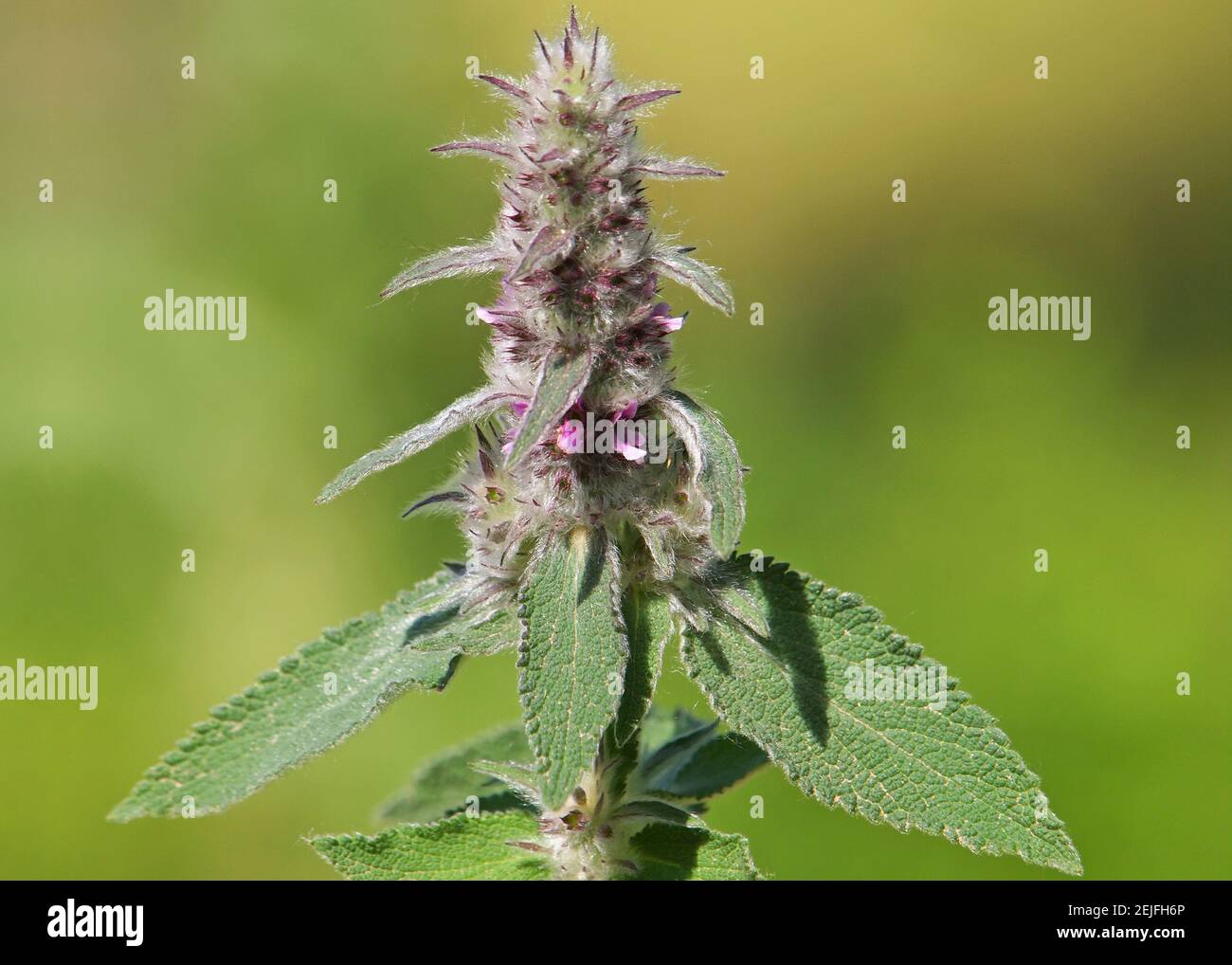 Downy woundwort blooming plant, Stachys germanica Stock Photo