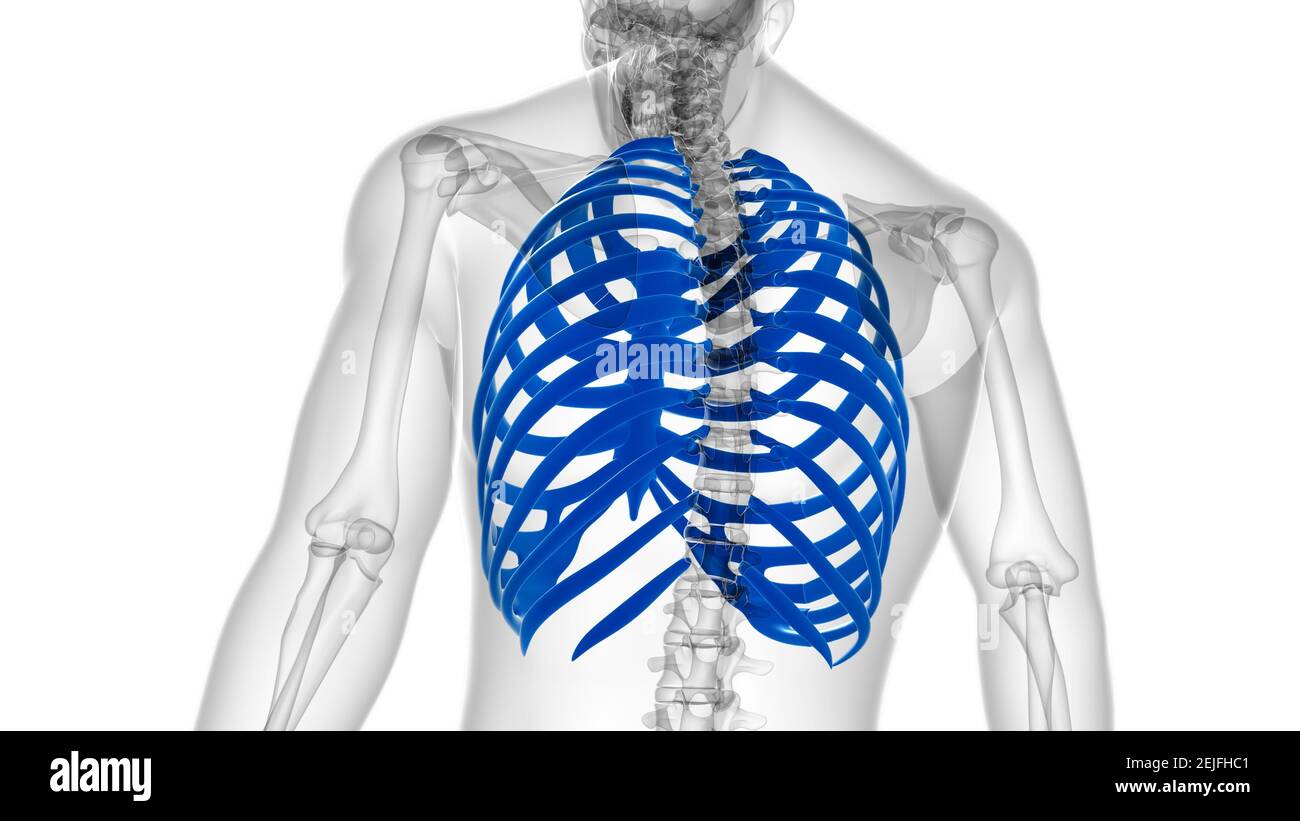 Human skeleton anatomy Rib Cage 3D Rendering For Medical Concept Stock ...
