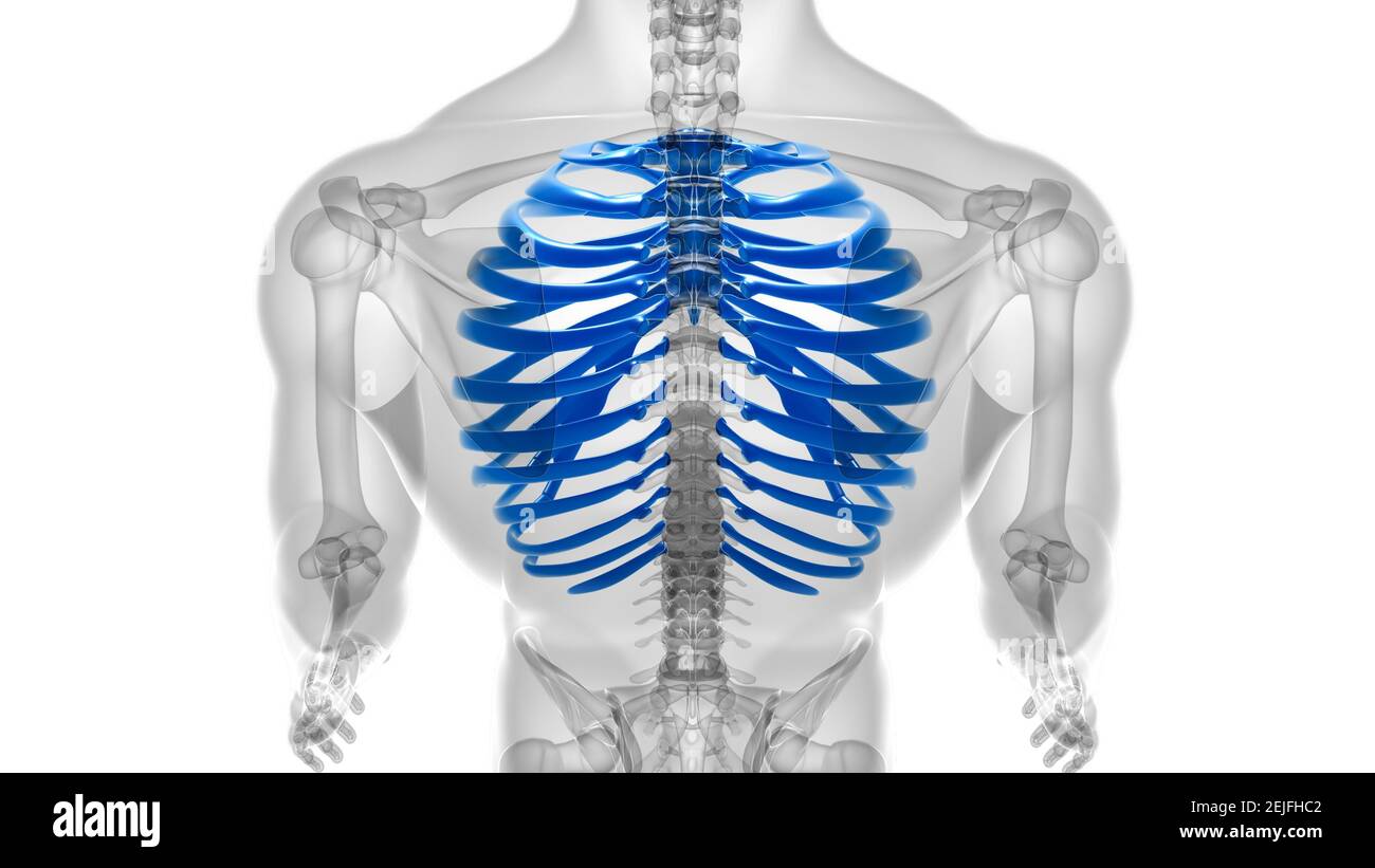 Human skeleton anatomy Rib Cage 3D Rendering For Medical Concept Stock ...