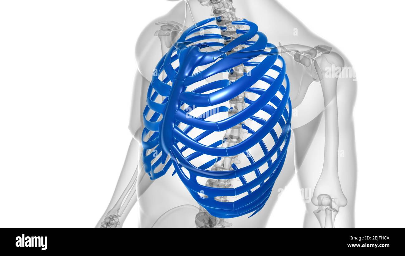 Human skeleton anatomy Rib Cage 3D Rendering For Medical Concept Stock ...