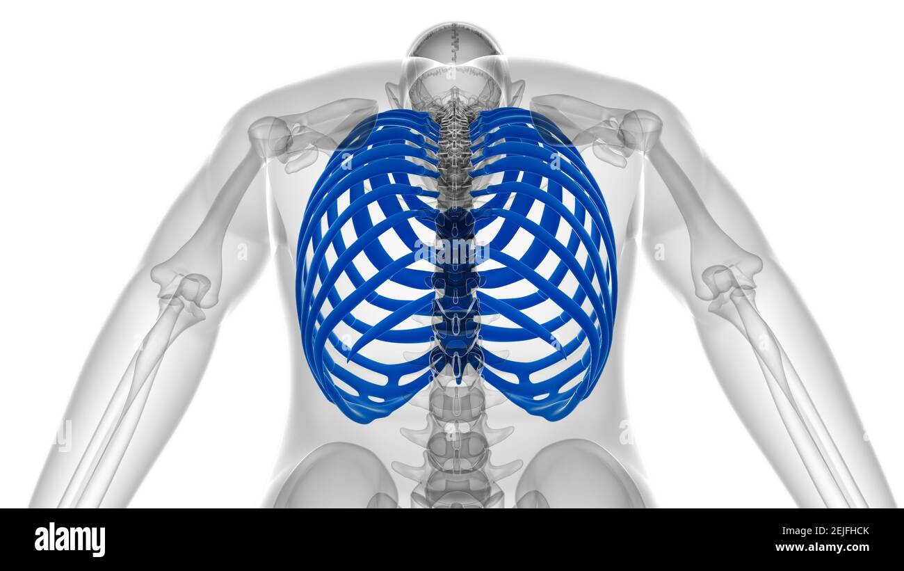 Human skeleton anatomy Rib Cage 3D Rendering For Medical Concept Stock ...