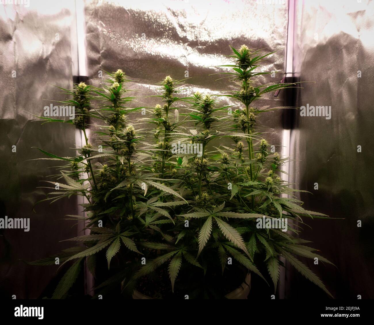 cannabis bush with flowering buds with soft focus Stock Photo