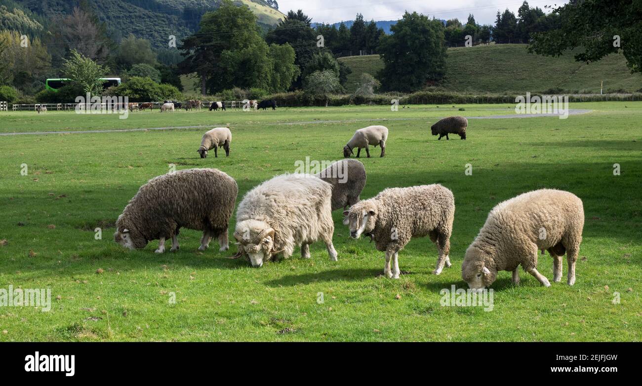 Sheep grazing in a field, Agrodome, State Highway 5, Rotorua, ay of Plenty, North Island, New Zealand Stock Photo