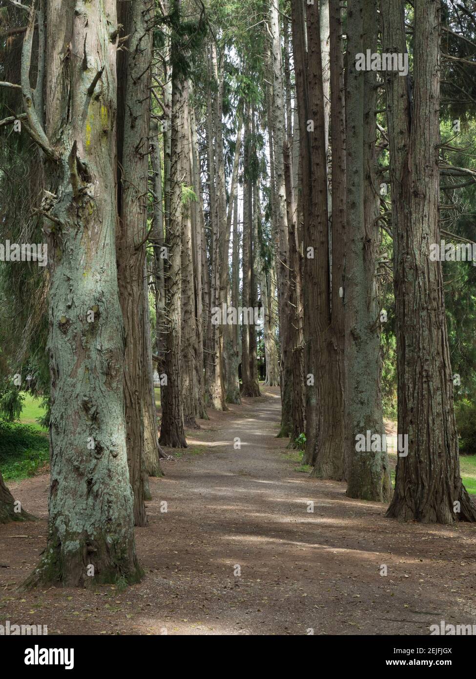 Path through trees leading to Okoroire Hot Springs Hotel, Tirau, North Island, New Zealand Stock Photo