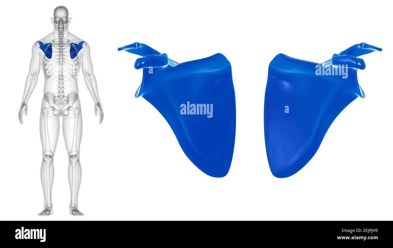 Scapula Rendering Human skeleton anatomy Scapula Bone 3D Rendering For Medical Concept ...