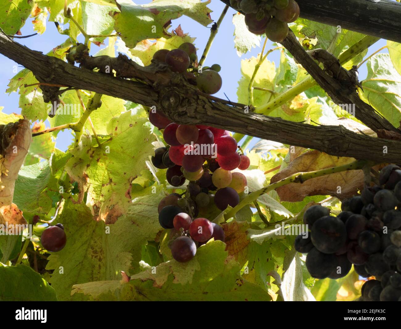 Close-up of grapes on vine, Black Barn Vineyard, Havelock North, Hawke's Bay, Hastings, North Island, New Zealand Stock Photo