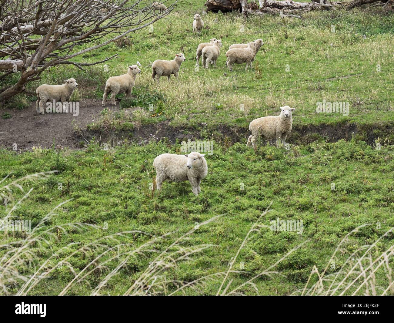 Flock of sheep grazing in a field, State Highway 1, Taihape, Manawatu-Wanganui, North Island, New Zealand Stock Photo