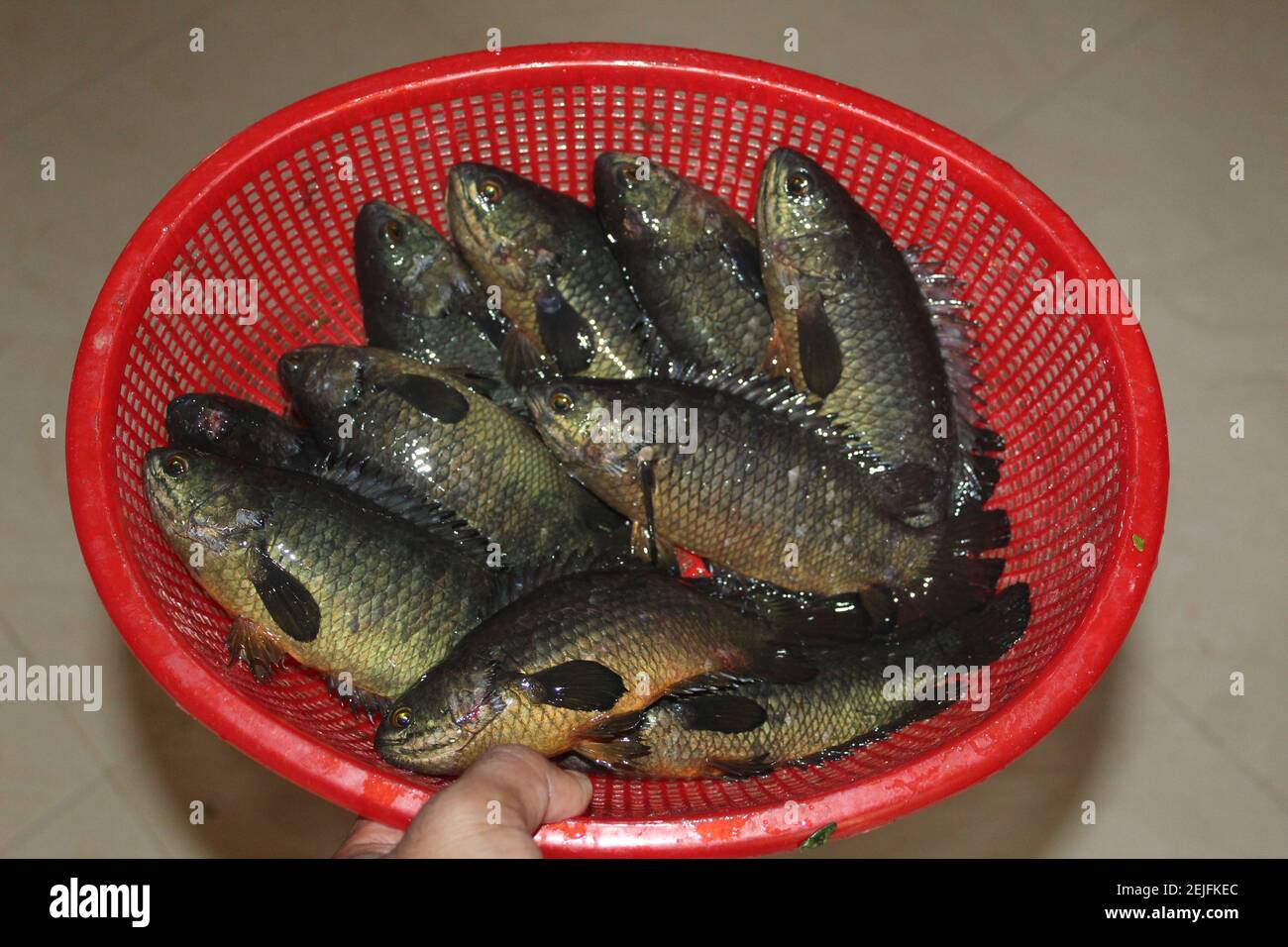 Anabas fish in basket ready for sale climbing perch fish in basket Stock Photo