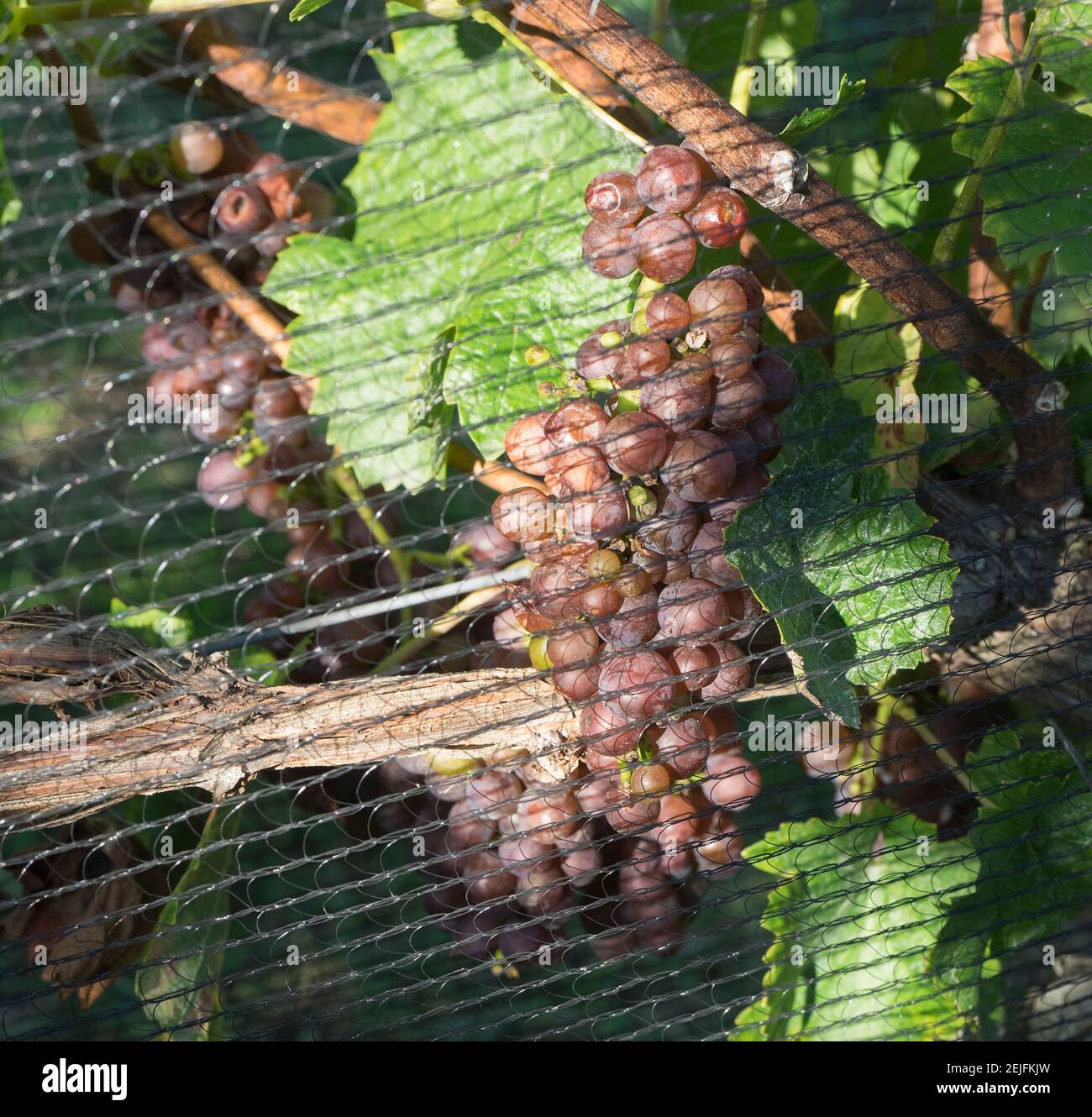 Close-up of grapes on vine behind netting, Hawke's Bay, Hastings, North Island, New Zealand Stock Photo