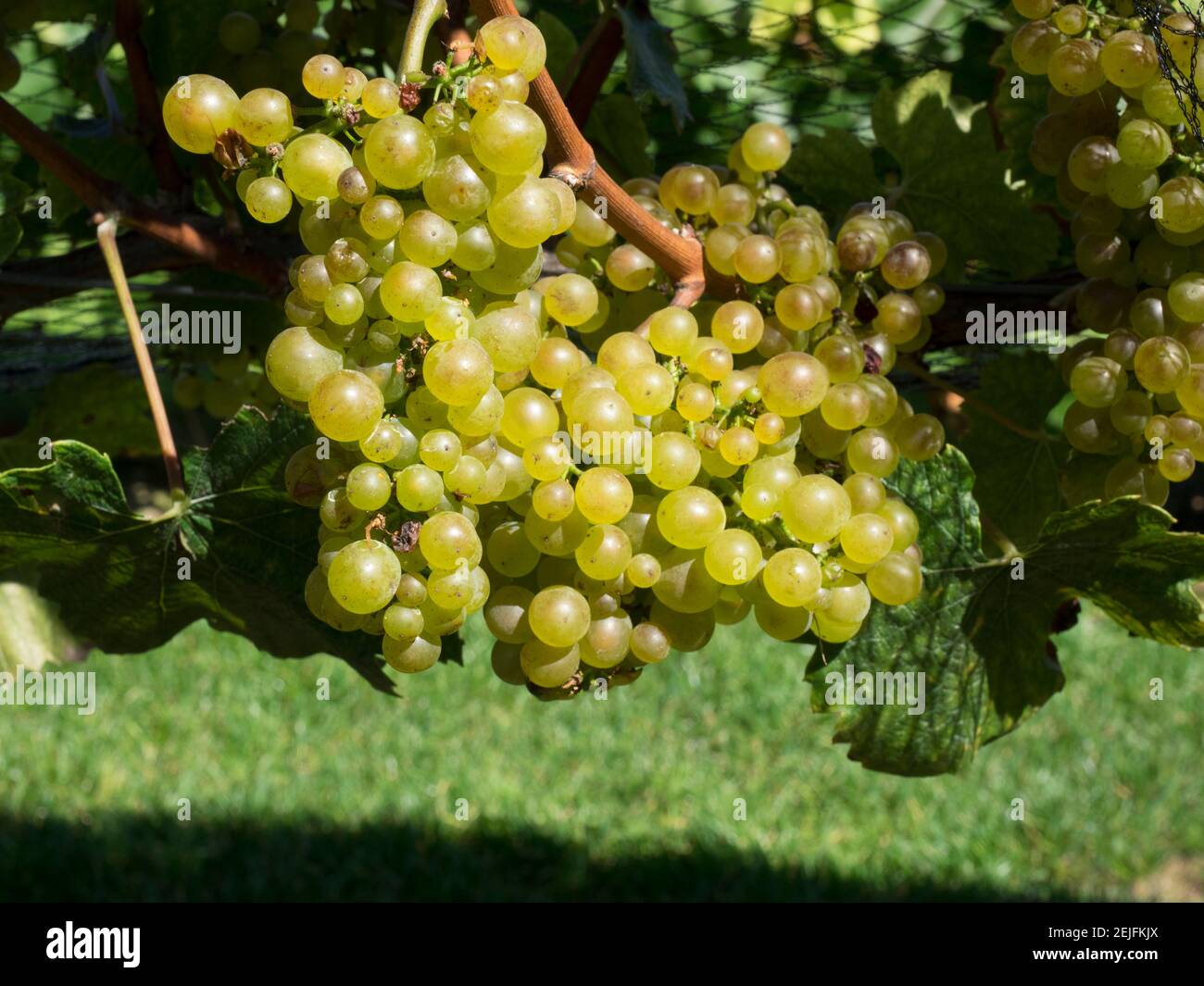 Chardonnay grapes on vine behind netting, Craggy Range Vineyards, Hawke's Bay, Hastings, North Island, New Zealand Stock Photo