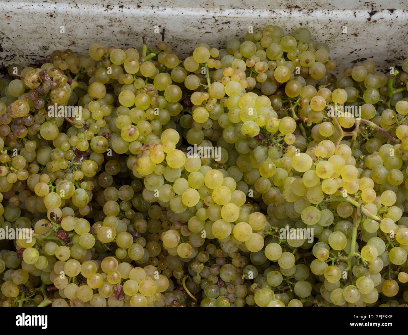 Close-up of Chardonnay grapes, Church Road Tom Chardonnay, Hawke's Bay, Hastings, North Island, New Zealand Stock Photo