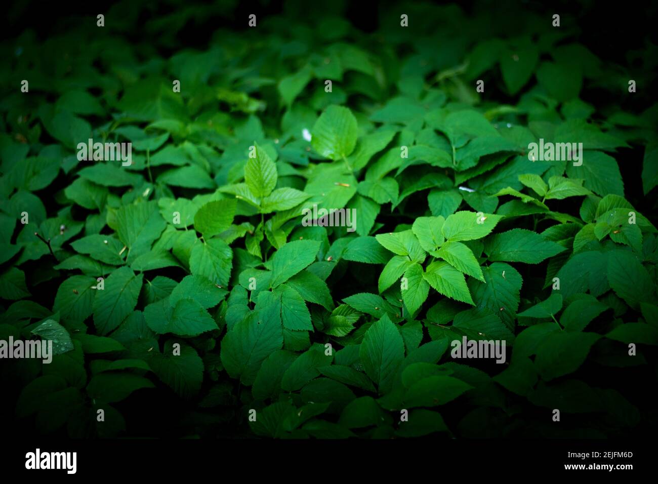 Green leaves of a goutweed plant Stock Photo