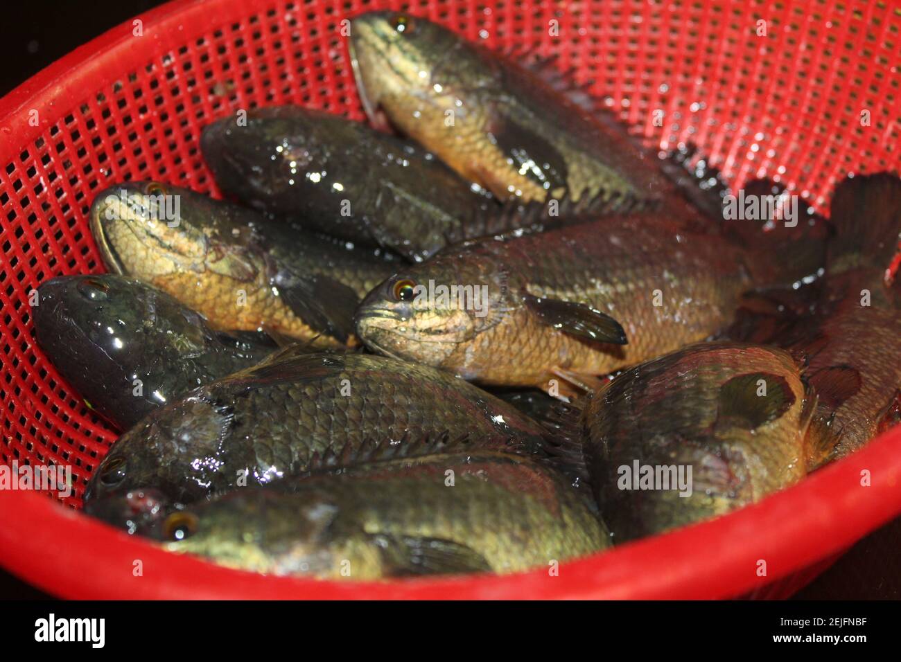 Fish in basket hi-res stock photography and images - Alamy