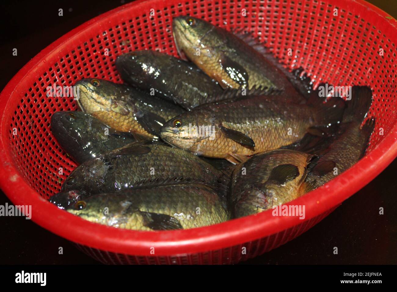 Anabas Fish In Basket Ready For Sale Climbing Perch Fish In Basket Stock Photo Alamy