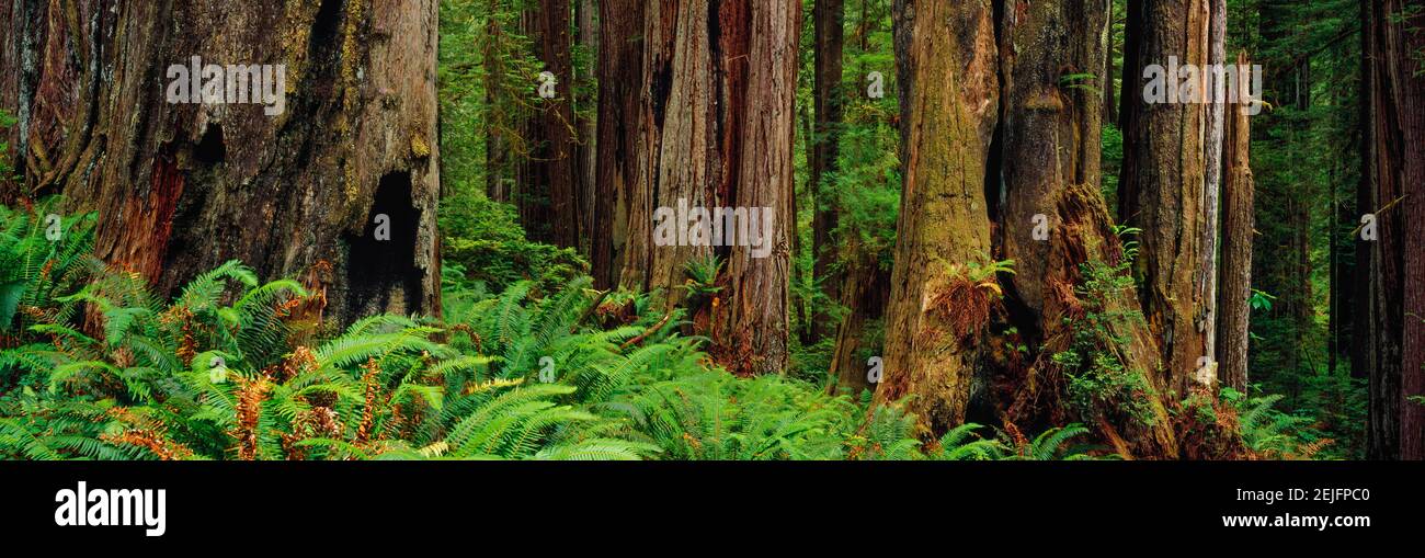 Trees and plants in a forest, Prairie Creek Redwoods State Park, California, USA Stock Photo
