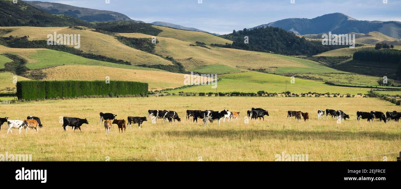 Cattle viewed from Trans-Alpine train from Christchurch to Arthur's Pass, Canterbury, South Island, New Zealand Stock Photo