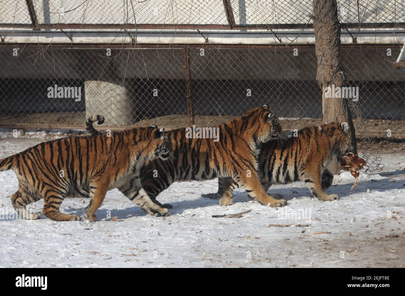 Siberian Tiger Park in Harbin 🇨🇳