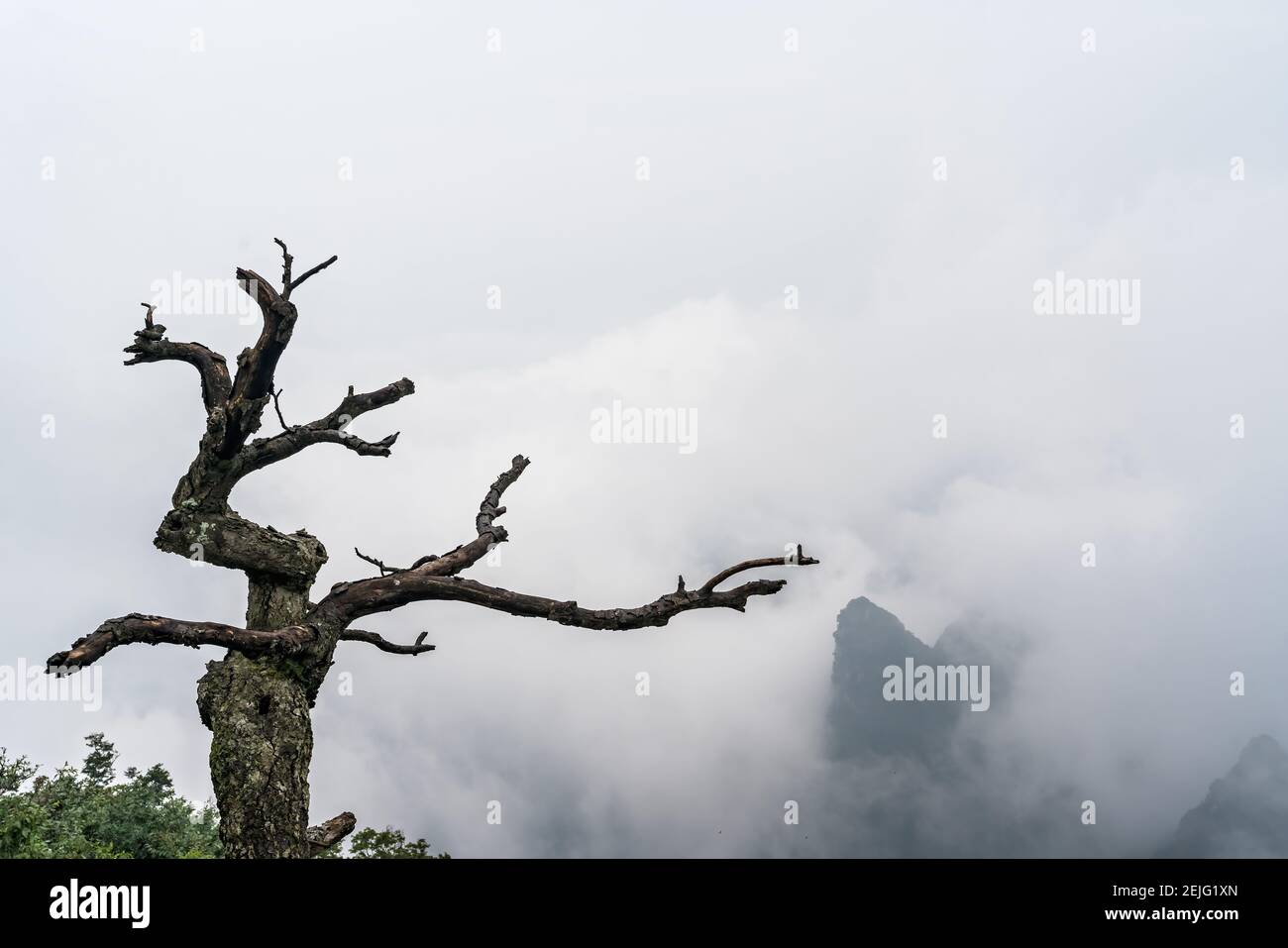 Barren tree growing on a cliff of famous and sacred Tianmen mountain ...