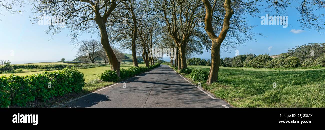 Trees on both sides of road, Sao Miguel Island, Azores, Portugal Stock Photo