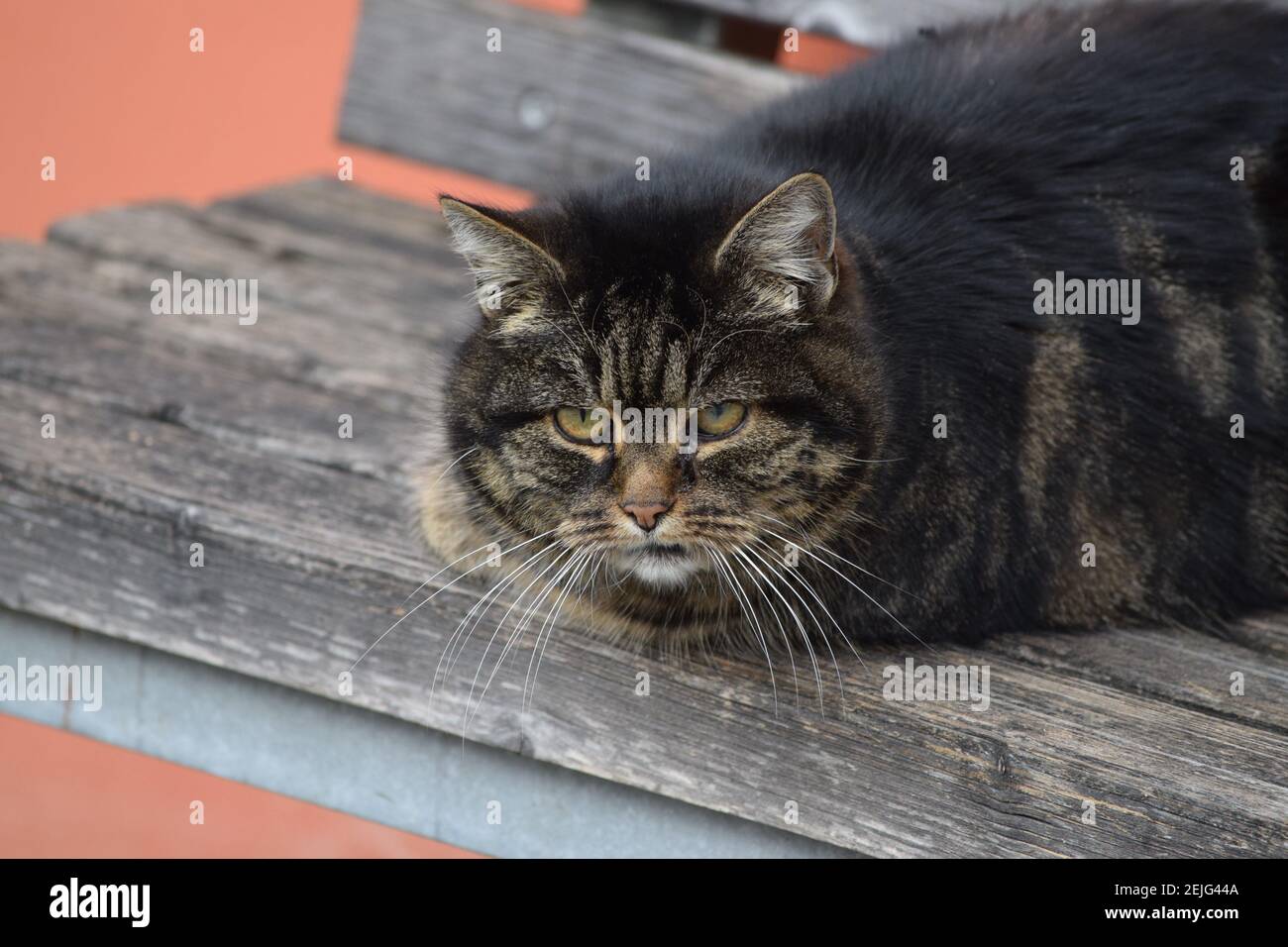 a bored Cat lolls on a Park bench Stock Photo
