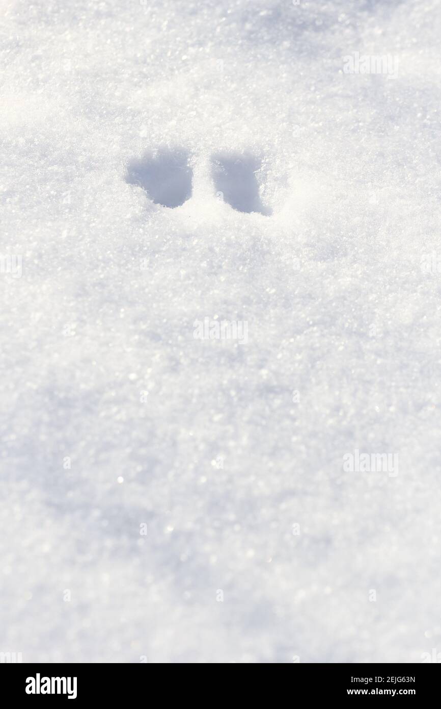 Animal tracks in snow Stock Photo Alamy