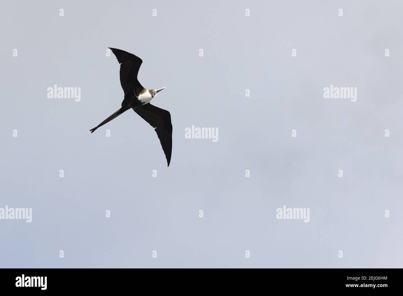 Frigate Bird flying in the sky over the Eastern Caribbean Sea in