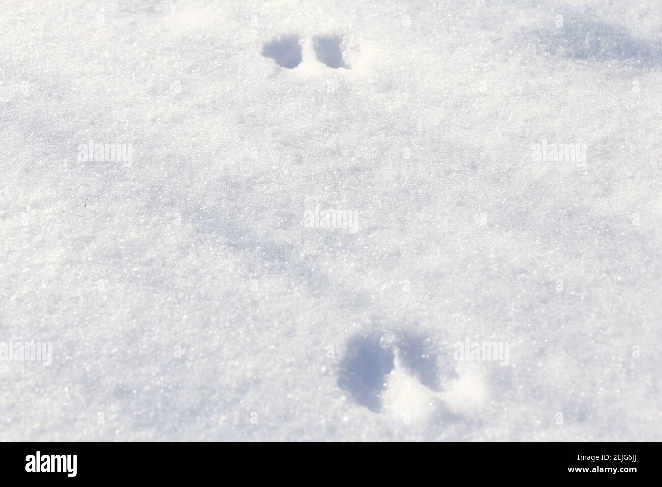 Animal tracks in snow Stock Photo - Alamy