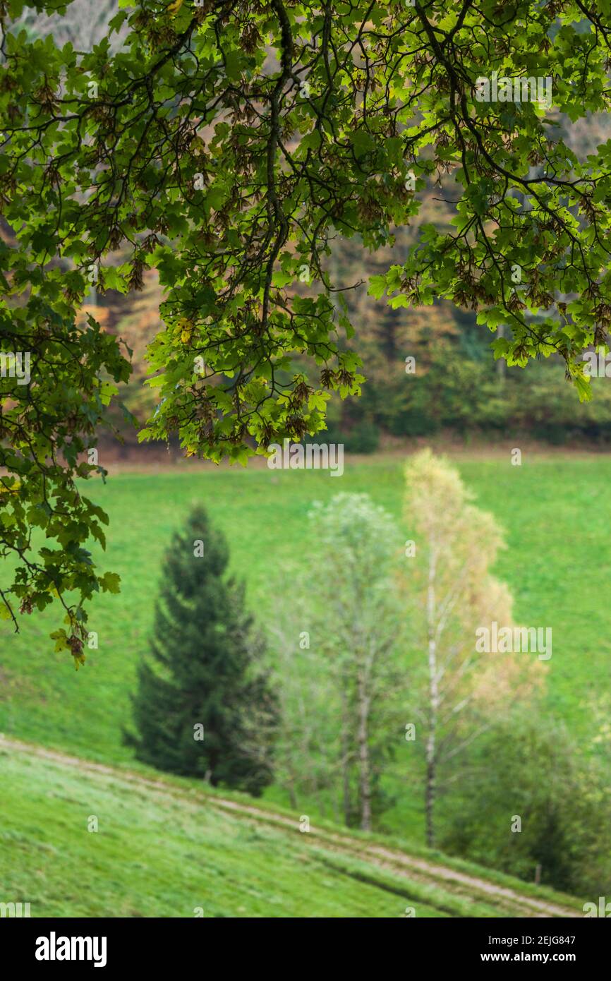Trees in autumn landscape, Sankt Margen, Black Forest, Baden-Wurttemberg, Germany Stock Photo