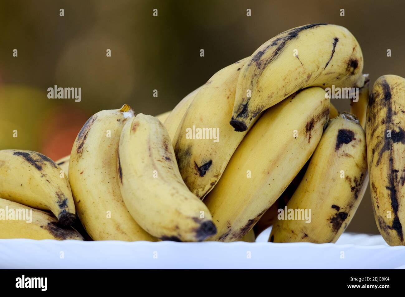 Selective focus of bunch of tasty Cardamom banana also known as Elaichi kela in hindi. Stock Photo