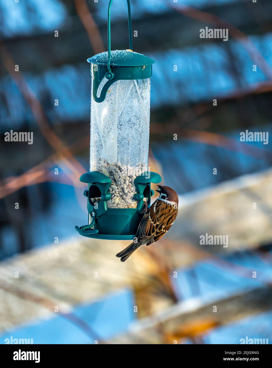 Common house sparrow , Passer domesticus eating from a garden bird feeder. Stock Photo