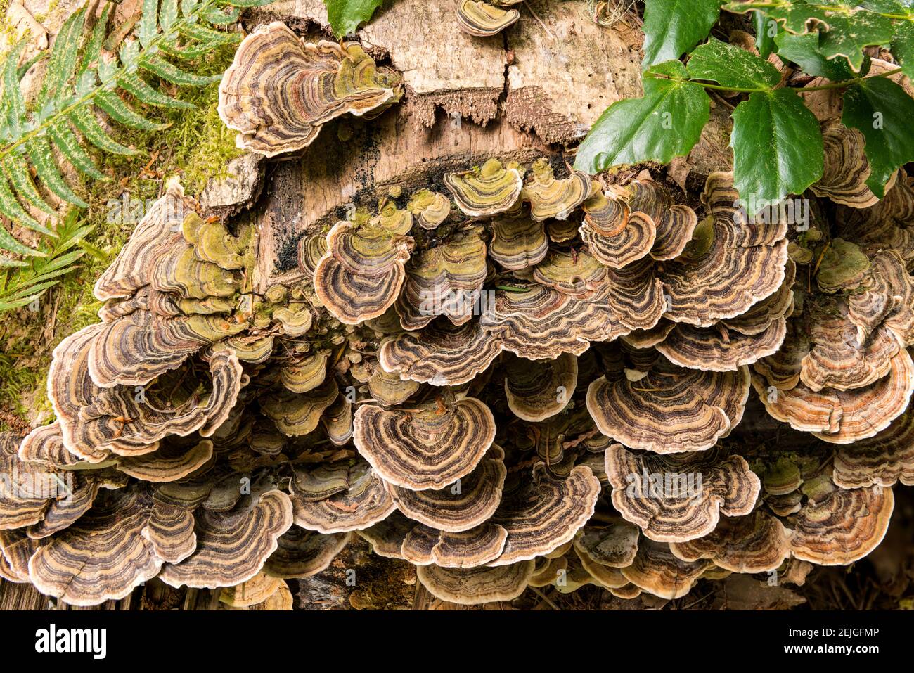 Fungus growing on fallen tree in rainforest Stock Photo