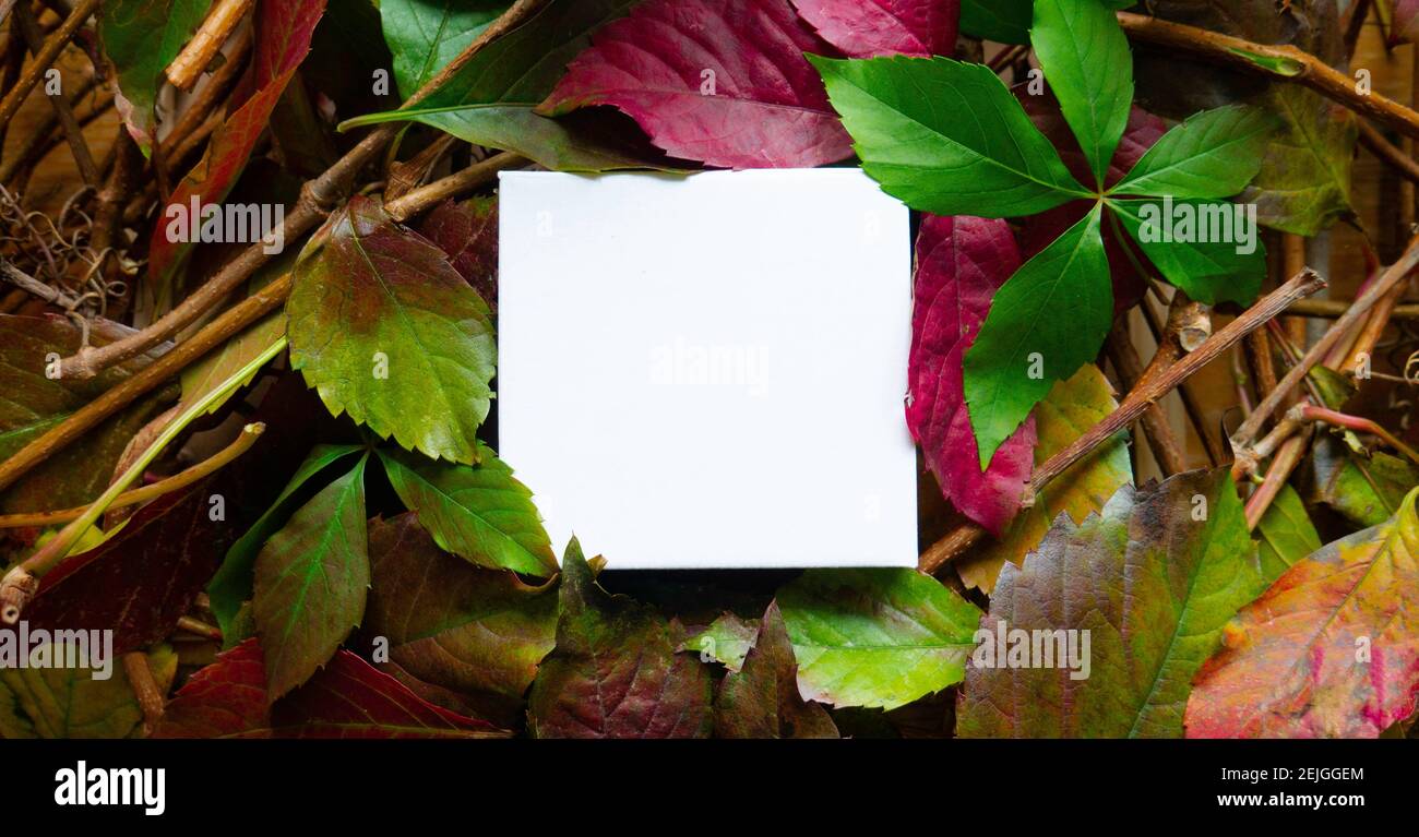 Leaf A Note Creative layout made of leaves with paper note. Copy space Stock Photo ...