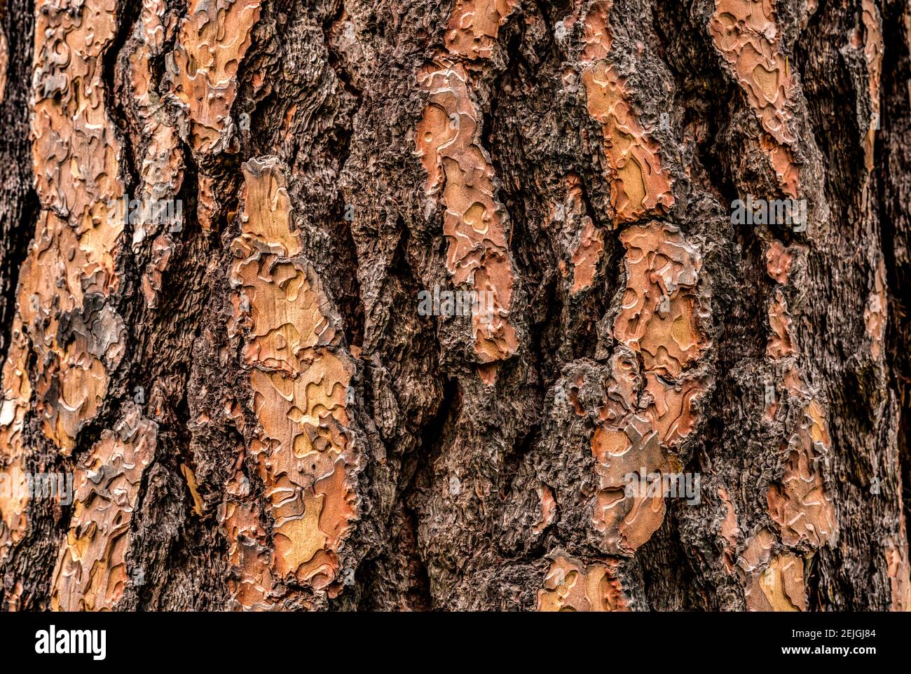 Ponderosa pine (Pinus ponderosa) tree bark, Wasa, British Columbia, Canada Stock Photo