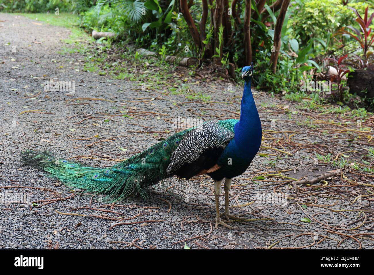 Peacock male frontal indian hi-res stock photography and images - Alamy