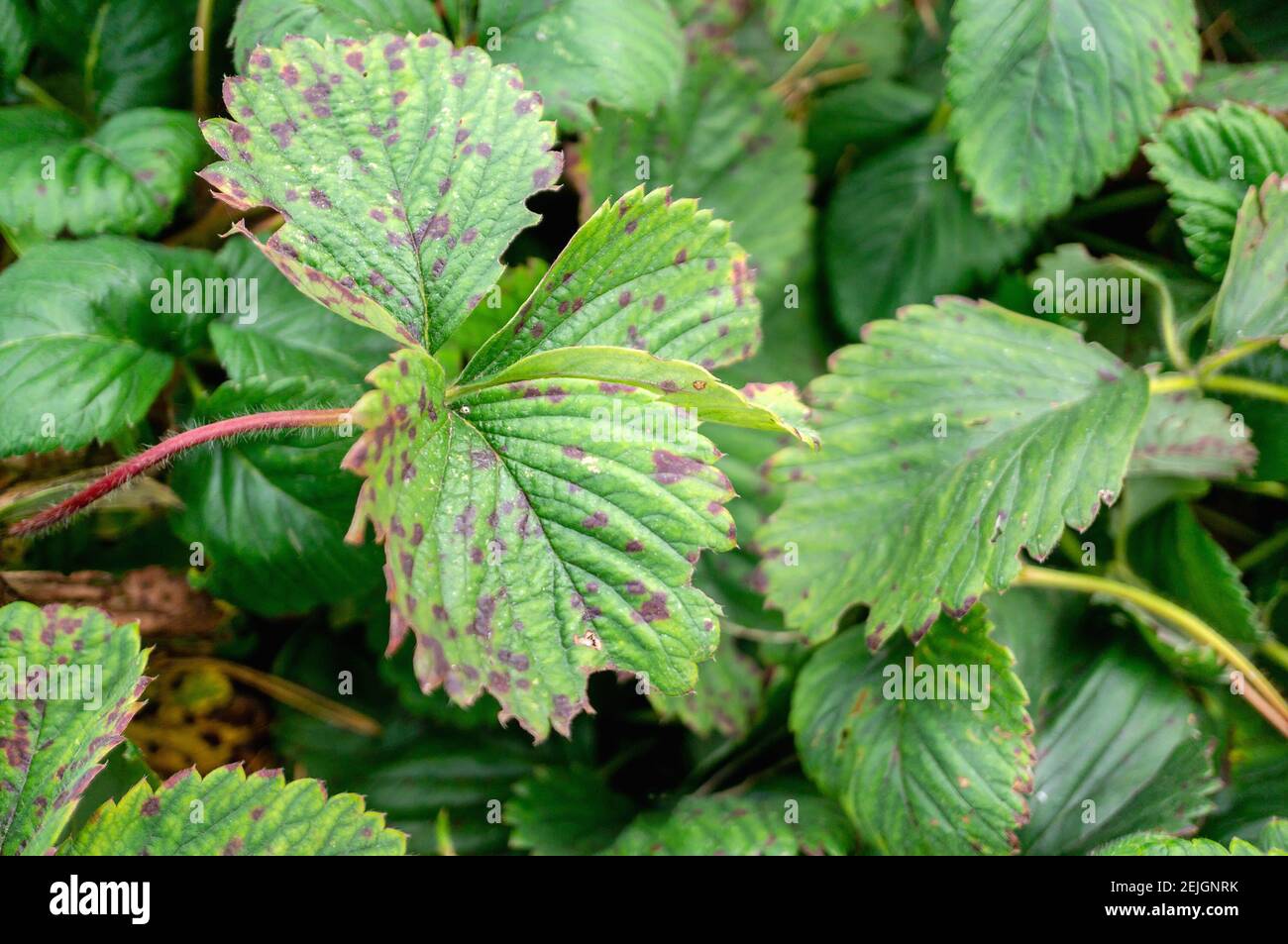 Sick strawberry bushes. Fungal diseases of strawberry leaves. Rust, a ...