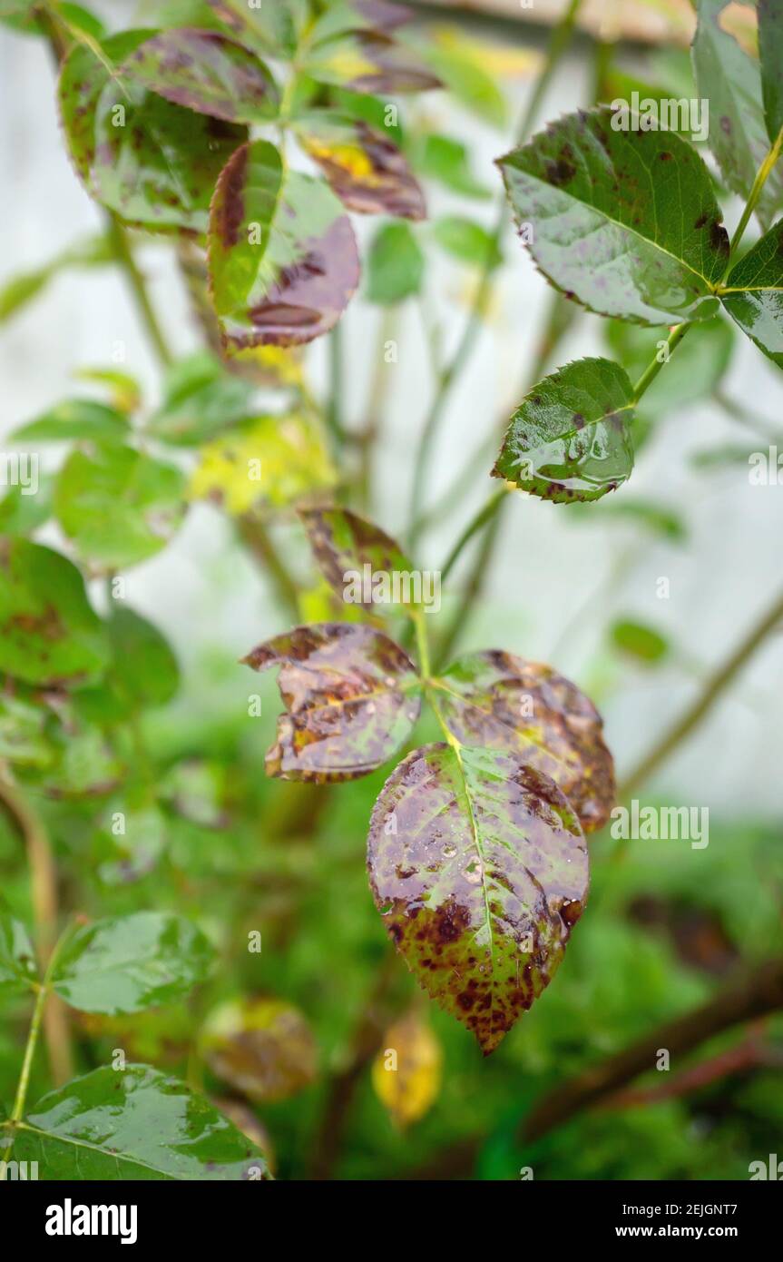 Fungal diseases of rose leaves - gray rot, rust, powdery mildew, spots. Diplocarpon rose spot. Stock Photo