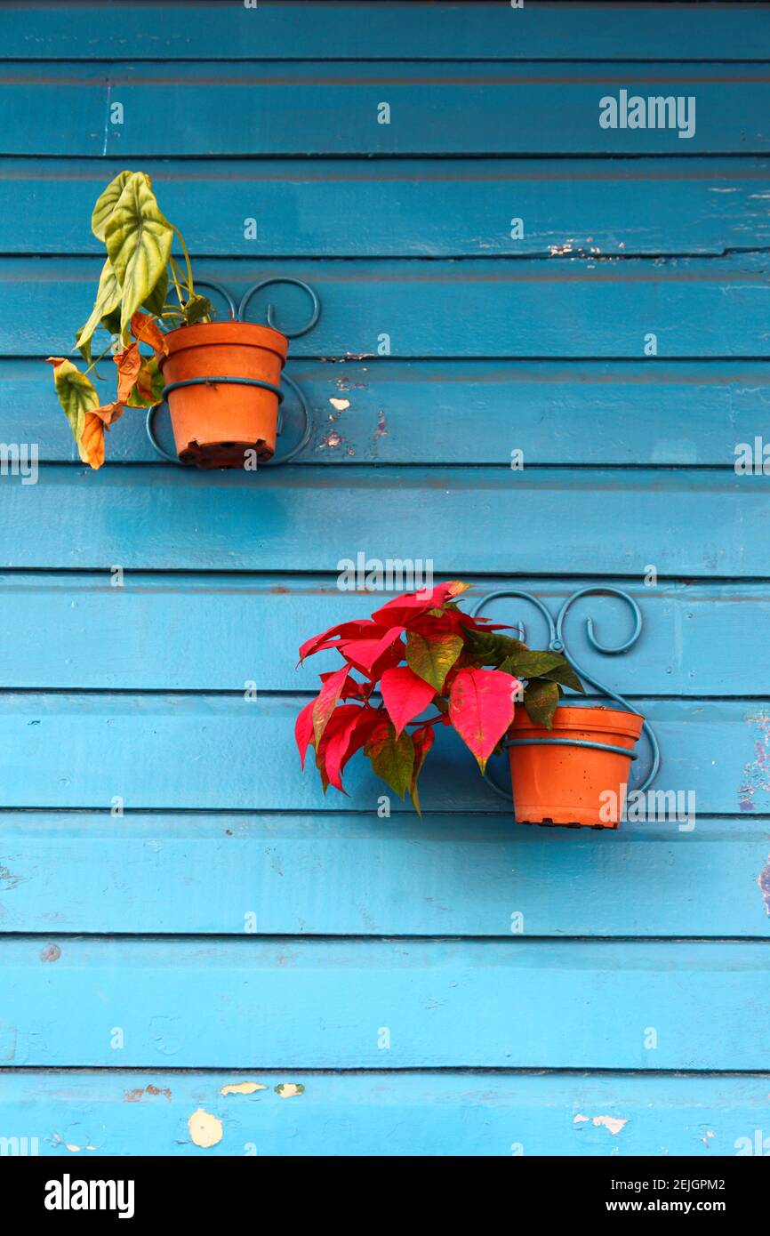Poinsettia pot plant (Euphorbia pulcherrima) on blue painted timber wall of house, Boquete, Chiriqui, Panama Stock Photo