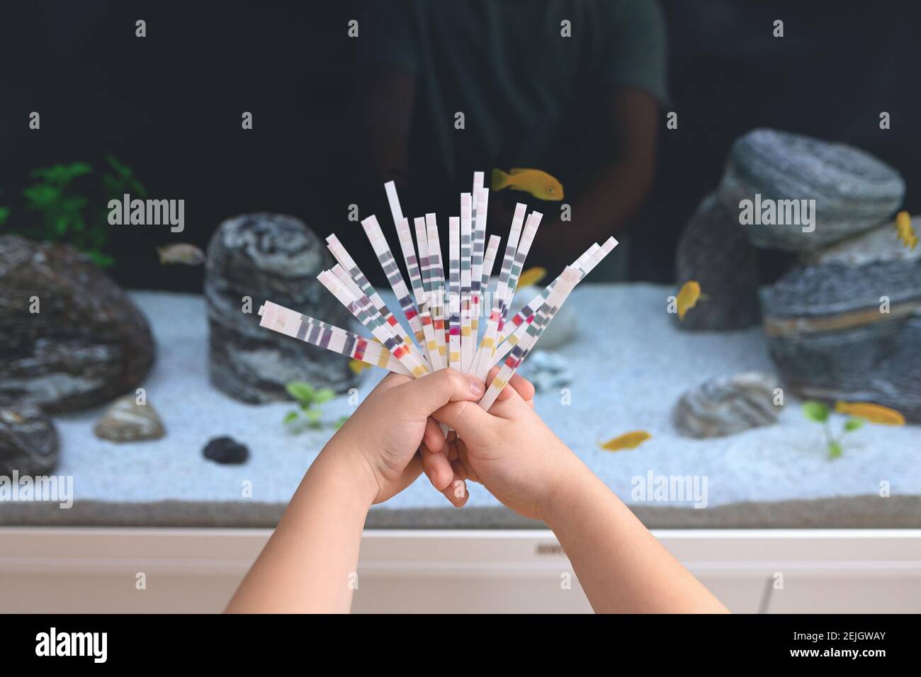 Science. A boy is holding test ph strips to test the water in the aquarium Stock Photo