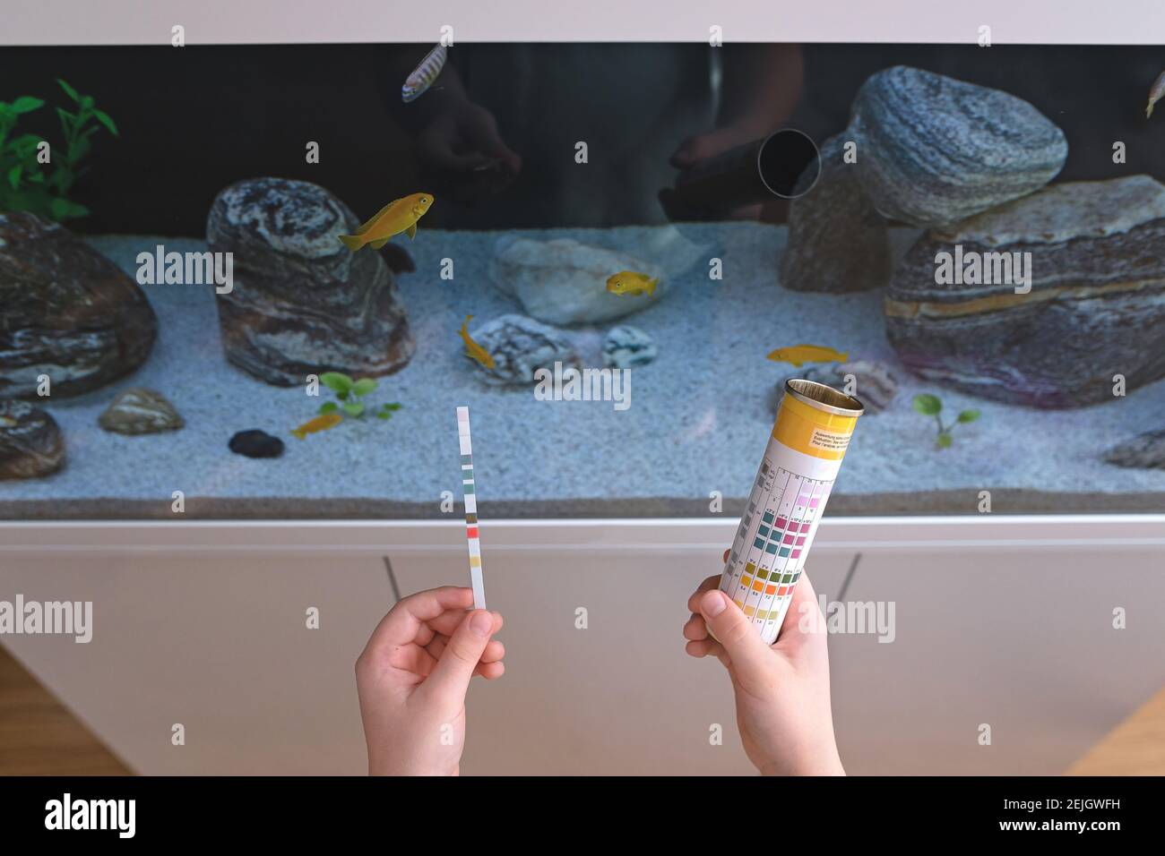 Science. A boy is holding test ph strips to test the water in the aquarium Stock Photo
