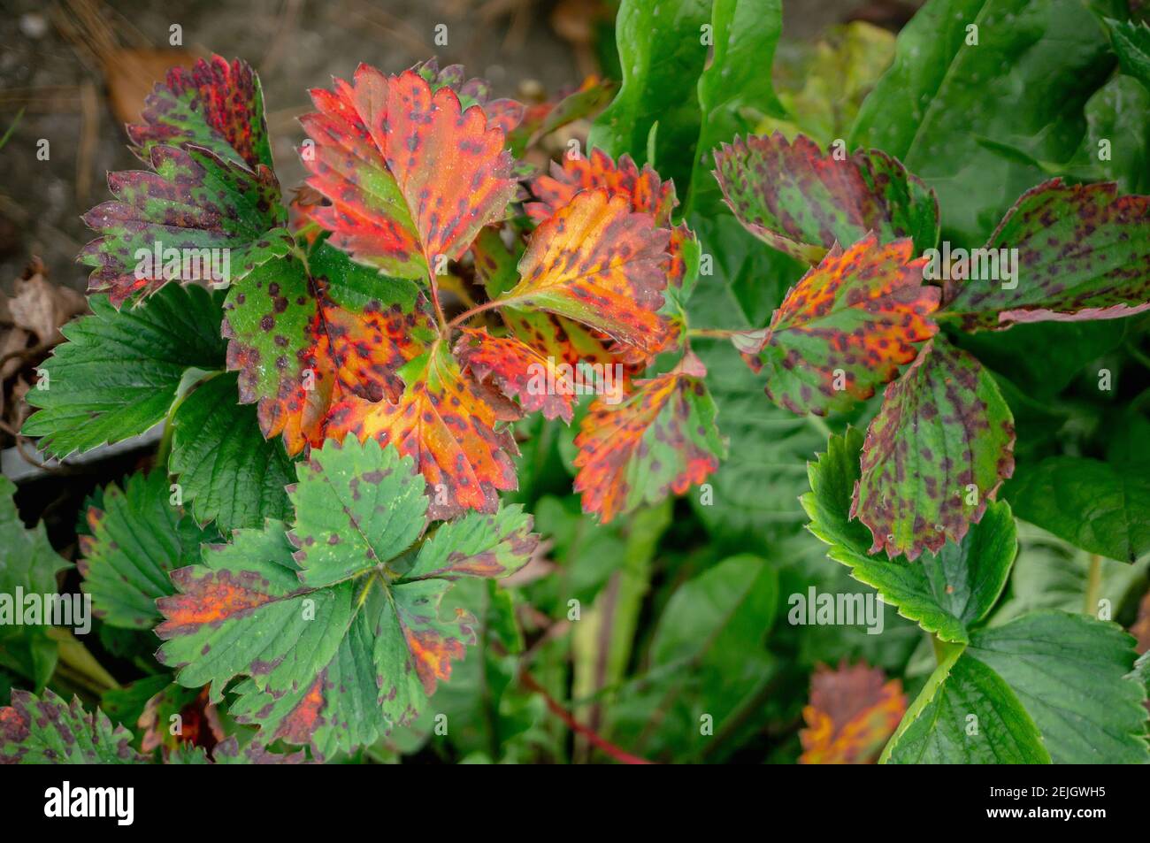Sick strawberry bushes. Fungal diseases of strawberry leaves. Rust, brown leaf spot, Verticillium wilt. Stock Photo