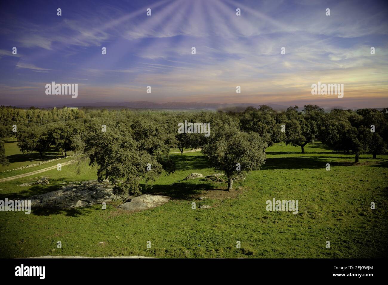 Shot trees sun shines through hi-res stock photography and images - Alamy