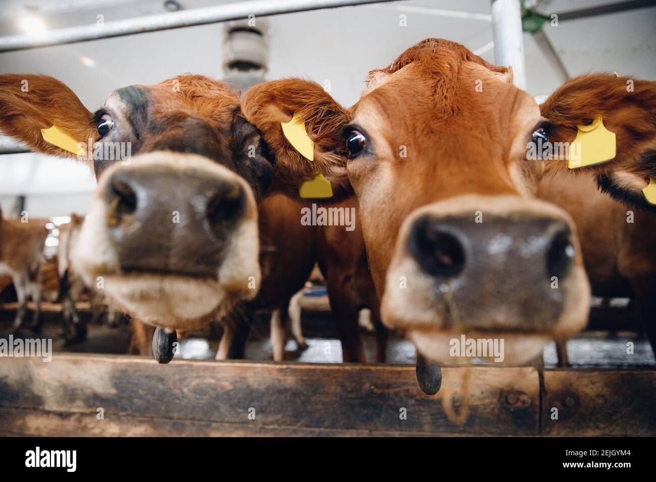 Modern automated farm for breeding red Jersey cows. Meat, milk, cheese