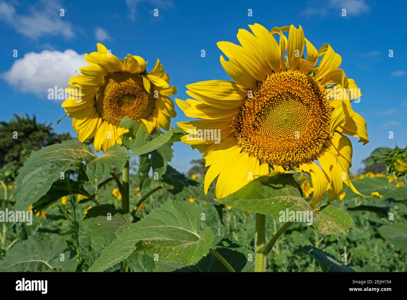 Closeup of sunflowers (Helianthus annuus) in sunflower field in the